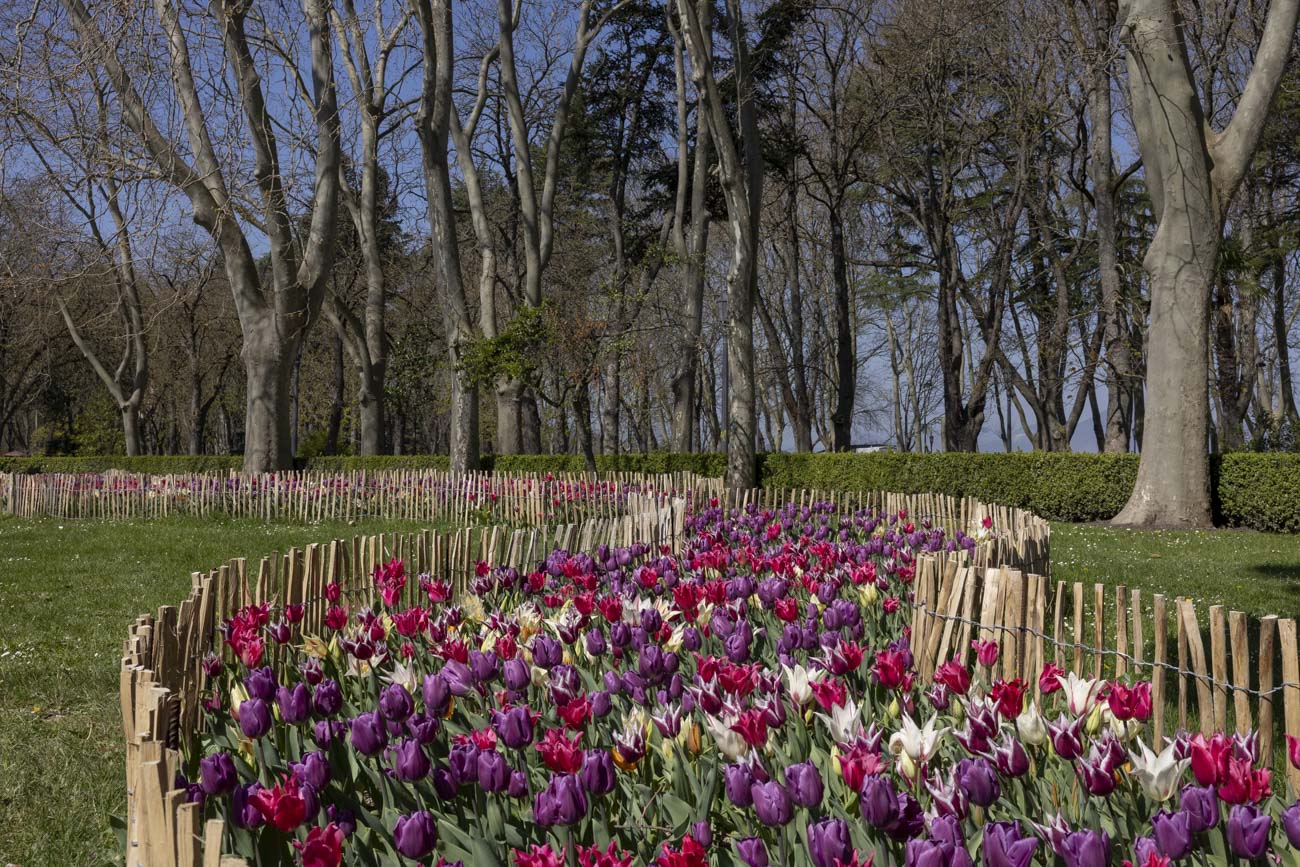 Las flores más curiosas de Pamplona: bocas de dragón, margaritas de un metro y boniatos fosforitos