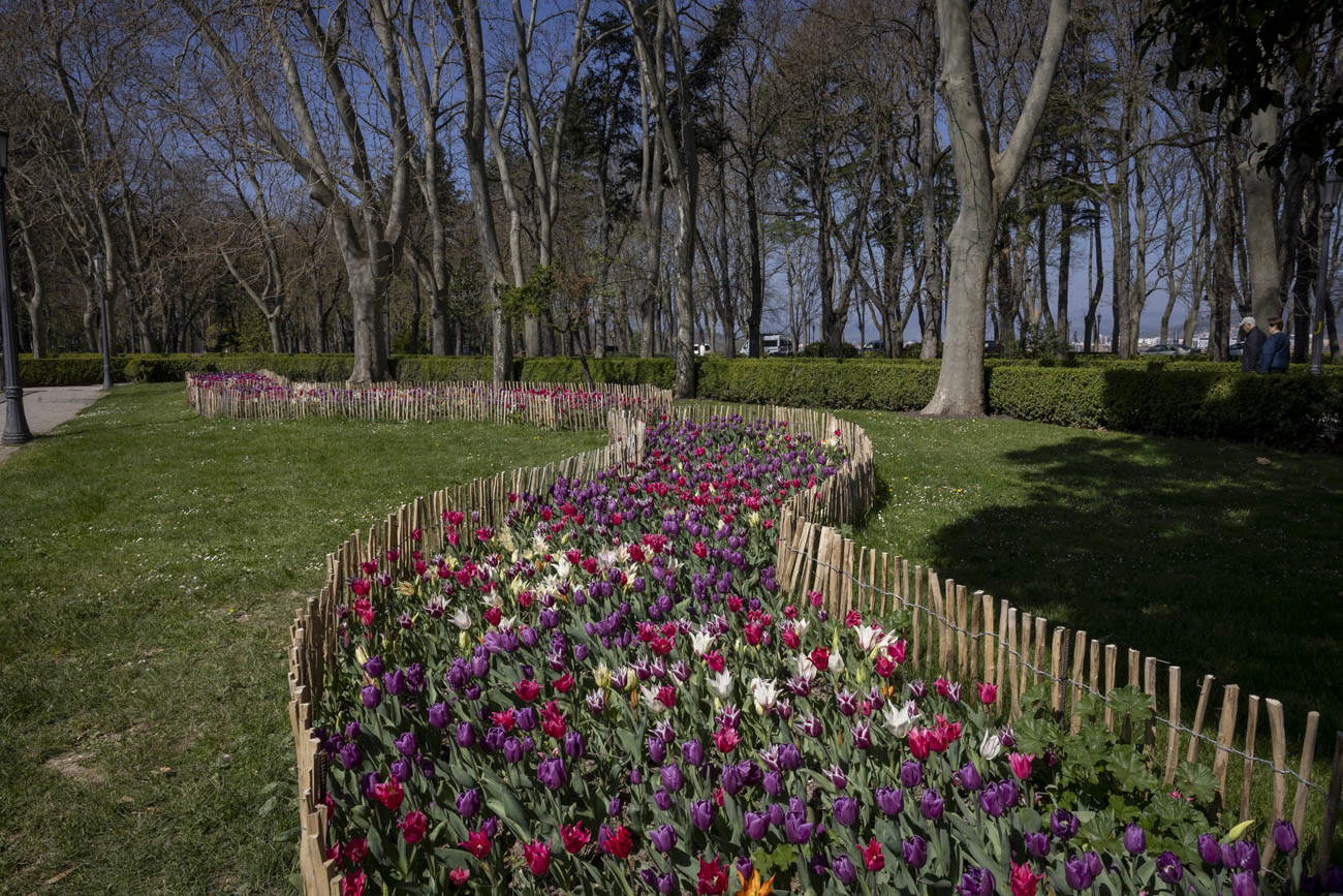 Las flores más curiosas de Pamplona: bocas de dragón, margaritas de un metro y boniatos fosforitos