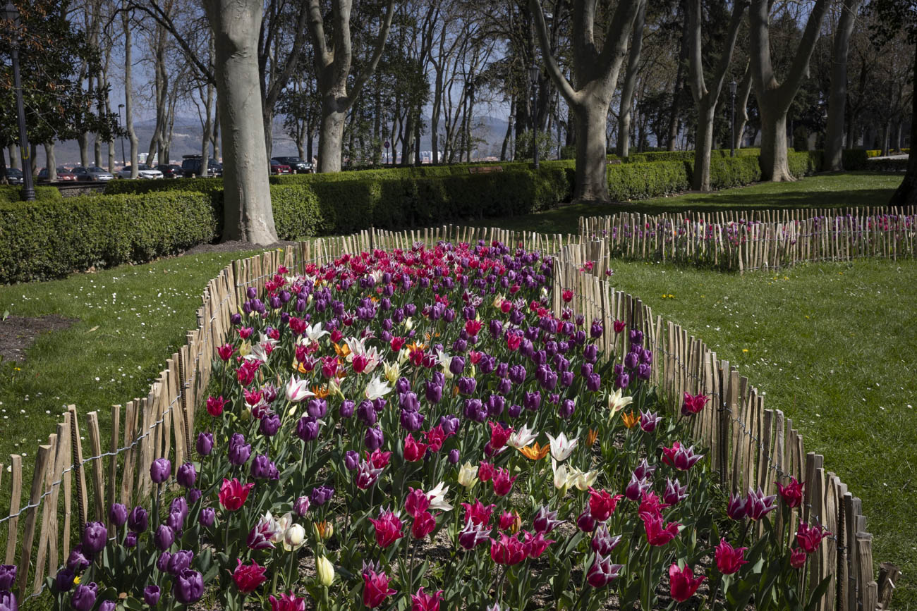 Las flores más curiosas de Pamplona: bocas de dragón, margaritas de un metro y boniatos fosforitos