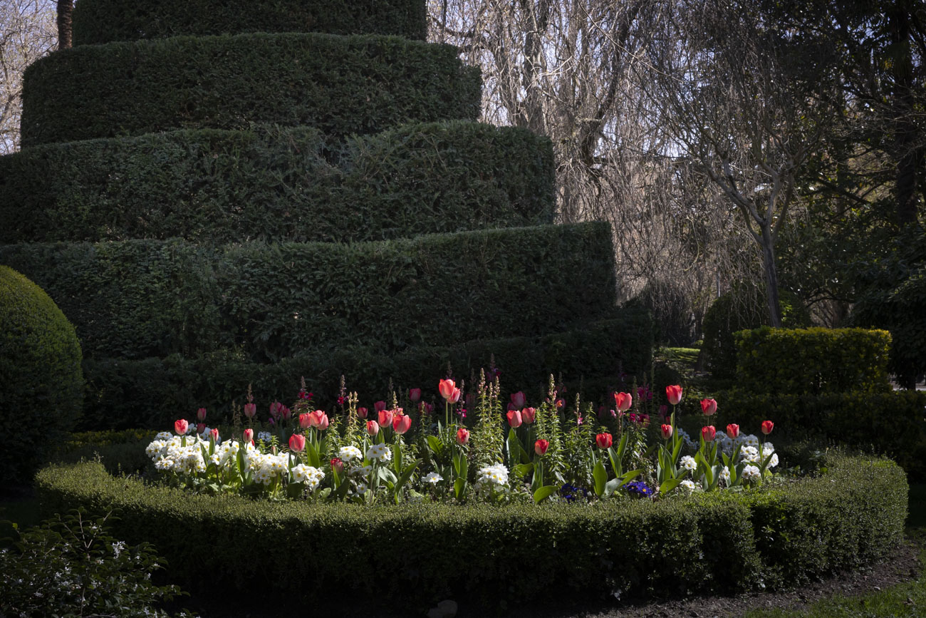 Las flores más curiosas de Pamplona: bocas de dragón, margaritas de un metro y boniatos fosforitos