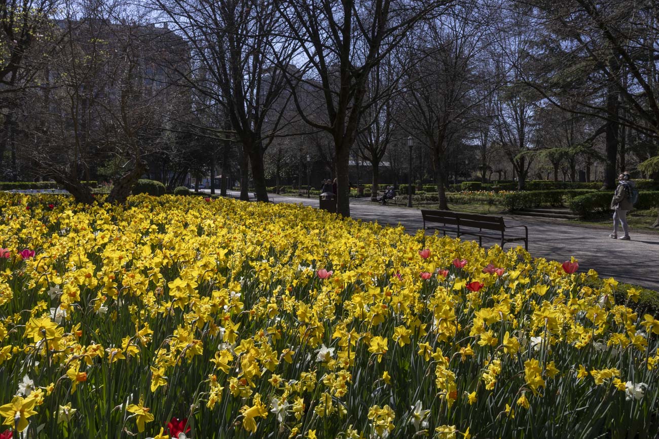 Las flores más curiosas de Pamplona: bocas de dragón, margaritas de un metro y boniatos fosforitos