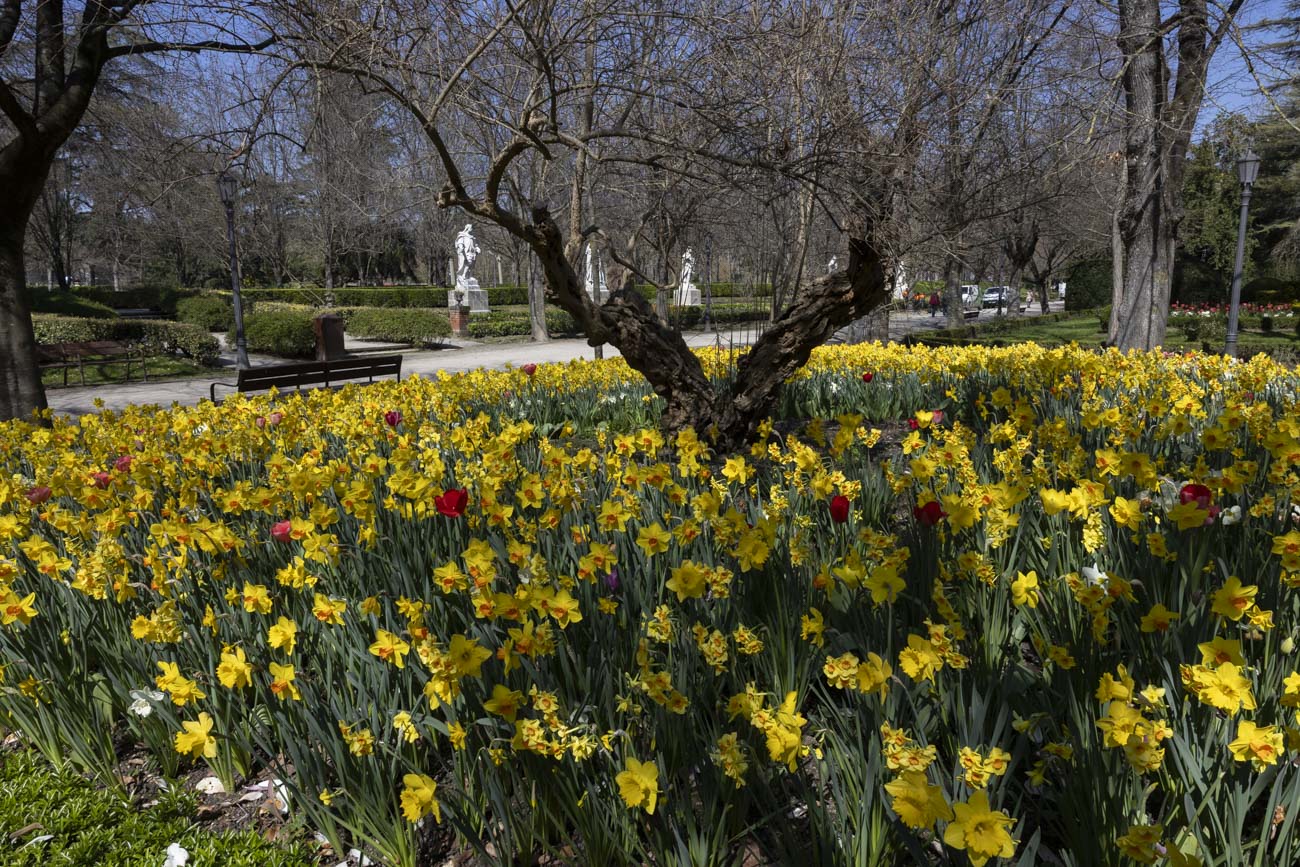 Las flores más curiosas de Pamplona: bocas de dragón, margaritas de un metro y boniatos fosforitos