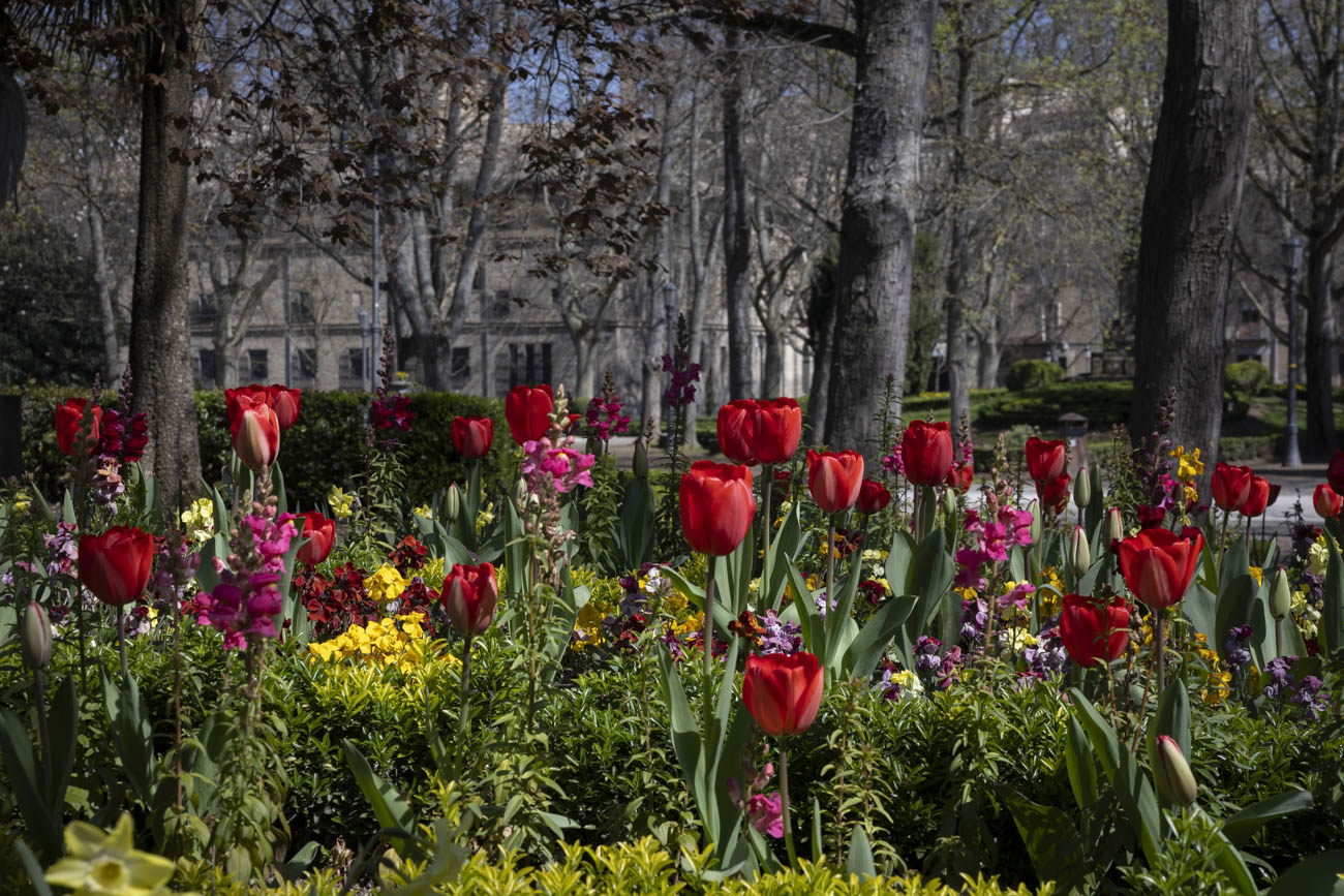 Las flores más curiosas de Pamplona: bocas de dragón, margaritas de un metro y boniatos fosforitos