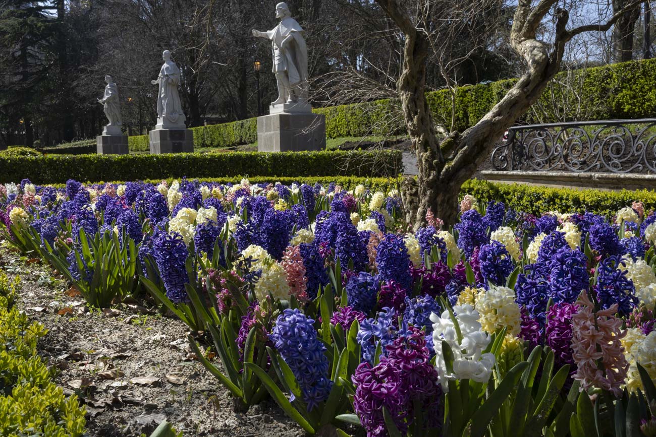 Las flores más curiosas de Pamplona: bocas de dragón, margaritas de un metro y boniatos fosforitos