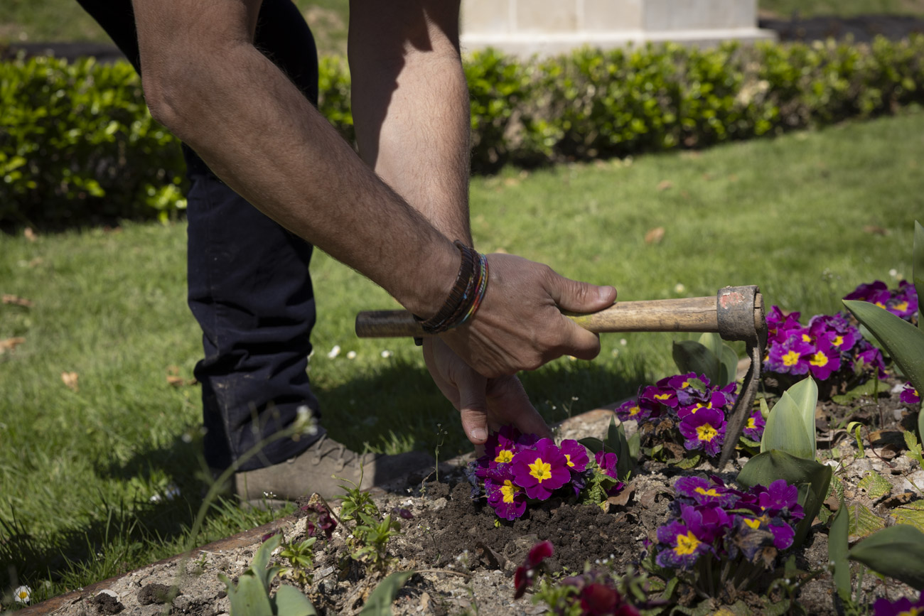 Las flores más curiosas de Pamplona: bocas de dragón, margaritas de un metro y boniatos fosforitos