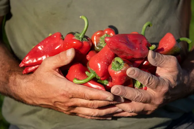 Mendavia lidera la superficie destinada en Navarra al cultivo del pimiento del piquillo