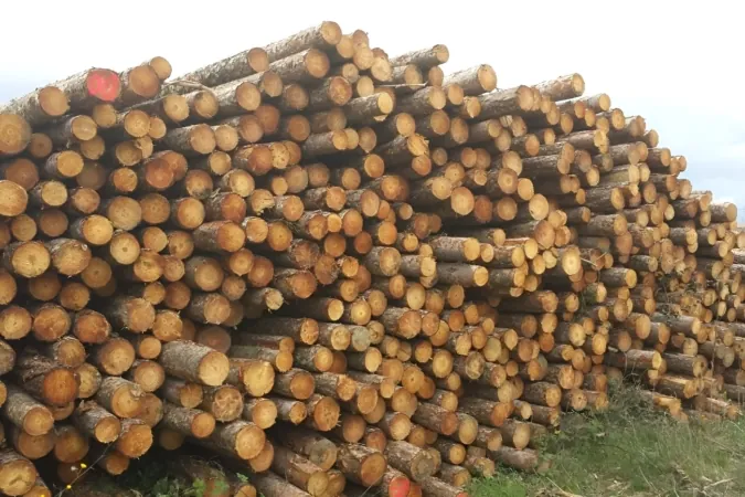 De plantar árboles a gestionar el monte en Navarra: «No nos obsesiona repoblar, sino prevenir incendios»