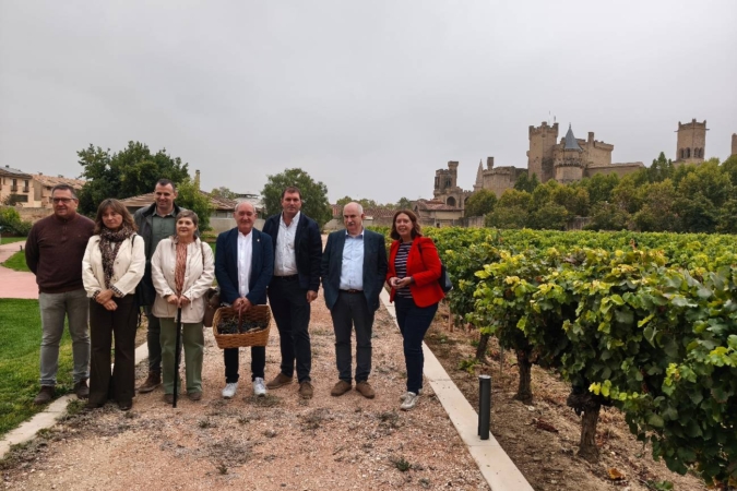 La vendimia 2025 de la DO Navarra, excelente en calidad pero con mínimo histórico de producción