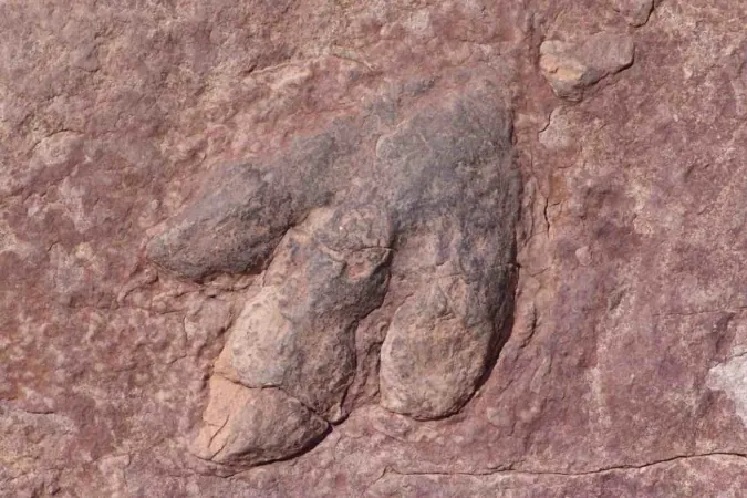 La curiosa y casi secreta historia de las huellas de dinosaurio en las piedras de Pamplona