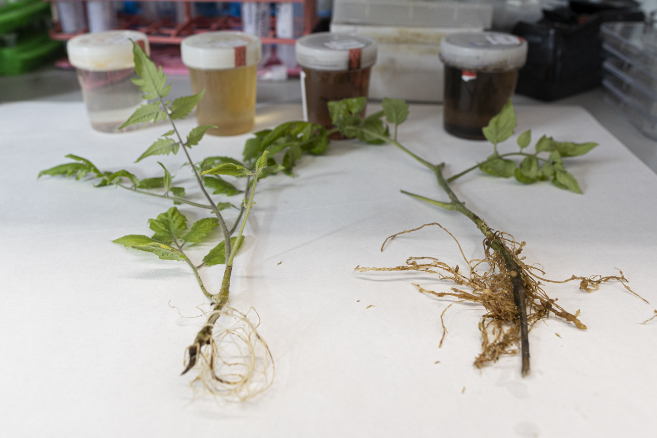 Los compuestos extraídos del hongo tienen efecto sobre las llagas provocadas por nemátodos en las raíces de las plantas. 