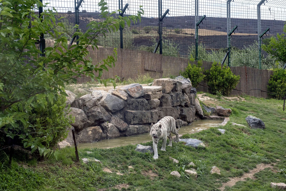 Los animales regresaron este domingo a las instalaciones del parque.