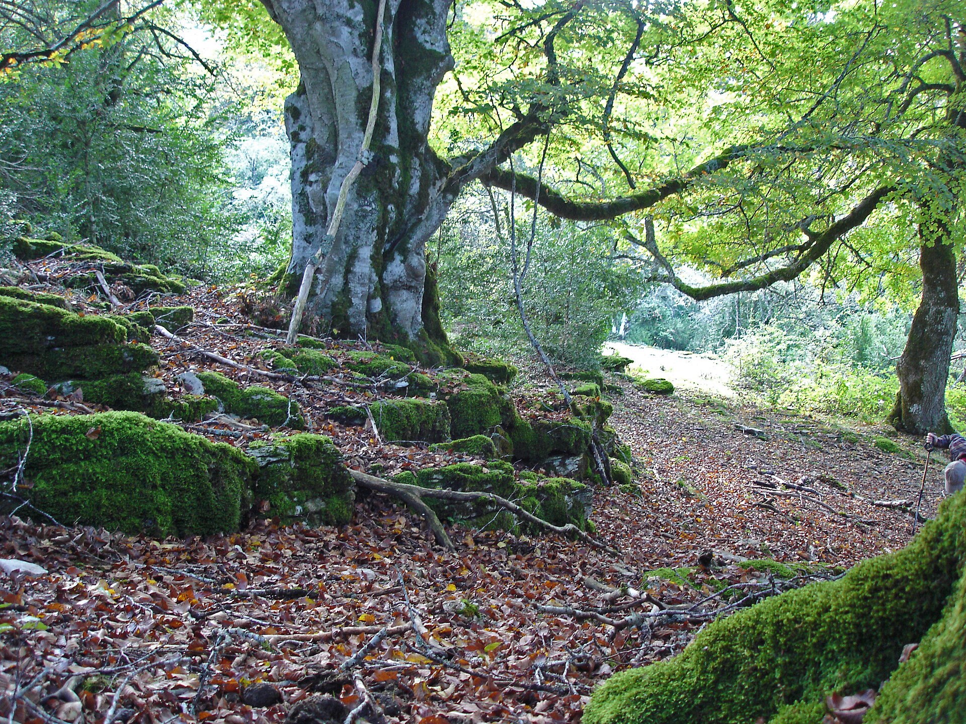 El Parque Natural de Urbasa-Andía es un espacio natural protegido de la Comunidad Foral de Navarra. (Foto: Wikipedia)