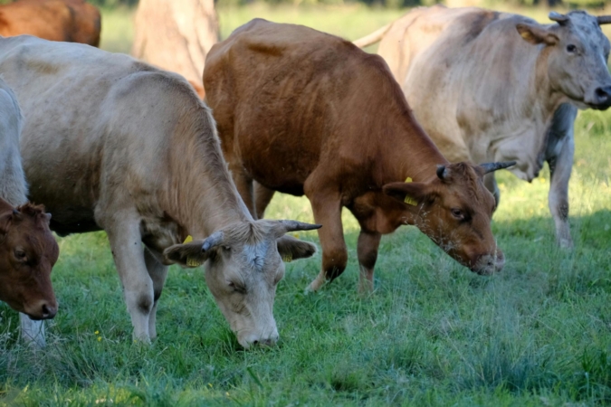 Navarra amplía finalmente la vacunación contra la dermatosis nodular a todo el ganado bovino