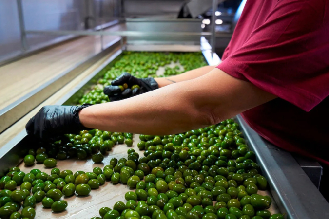 The Real Green Food ofrece 150.000 euros por Aceitunas Sarasa y mantener 92 de sus 110 empleos