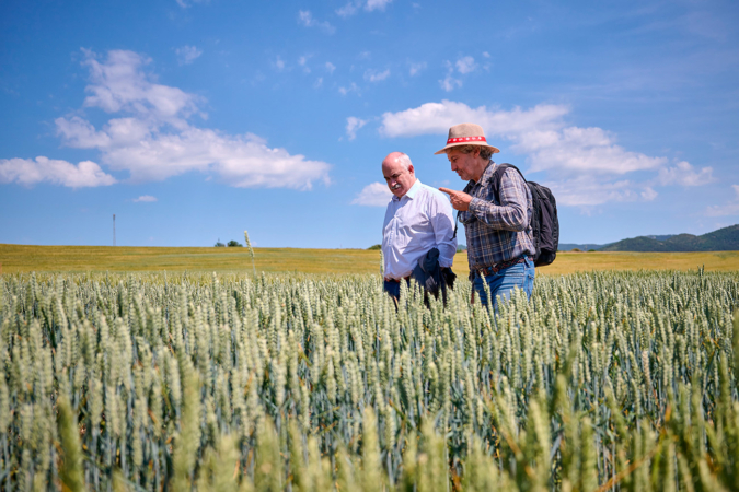 INTIA realiza más de 150 ensayos en Navarra para lograr una mayor productividad del cereal