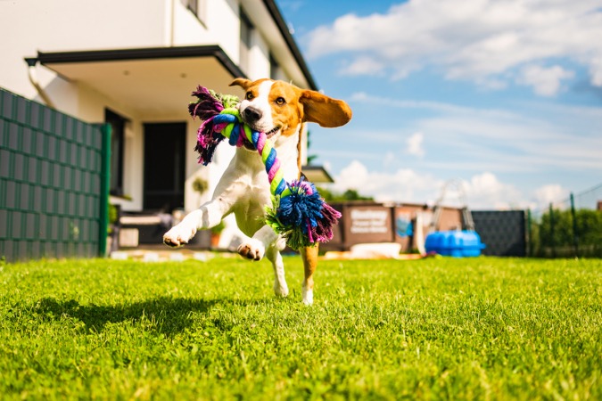 En primavera, las mascotas se alteran