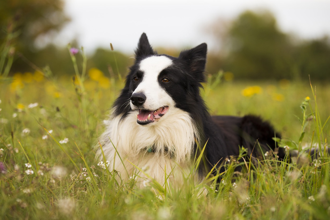 El border collie es una de las razas de perro más inteligentes. Son activos, enérgicos y leales. (Foto: cedida)