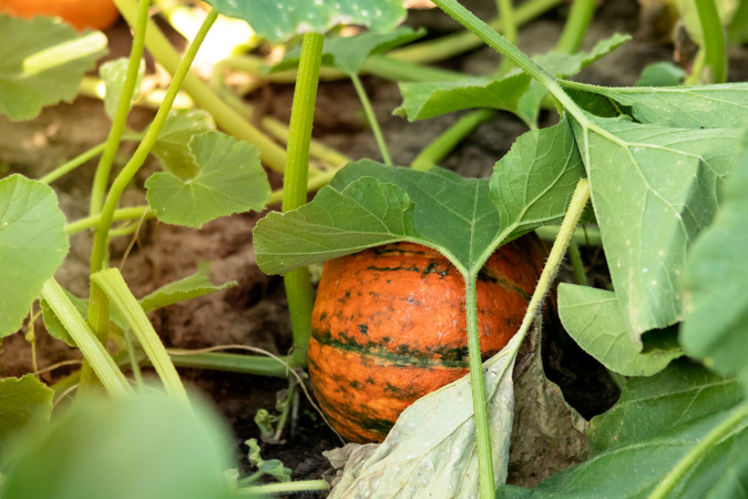 La superficie cultivada de calabaza se dispara en Navarra