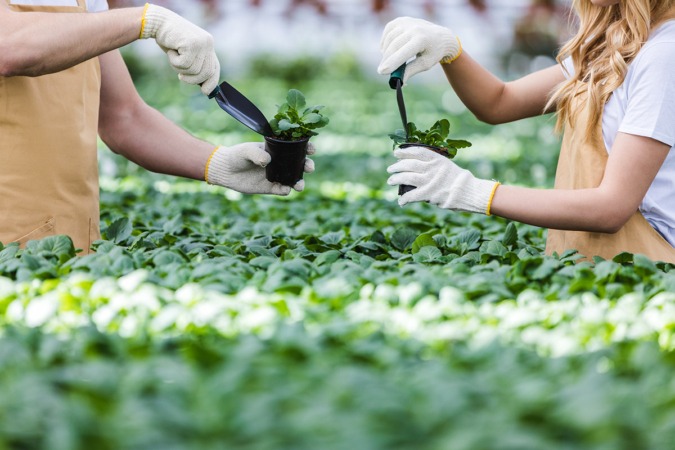 Las ventas de plantas se disparan en plena escasez de macetas