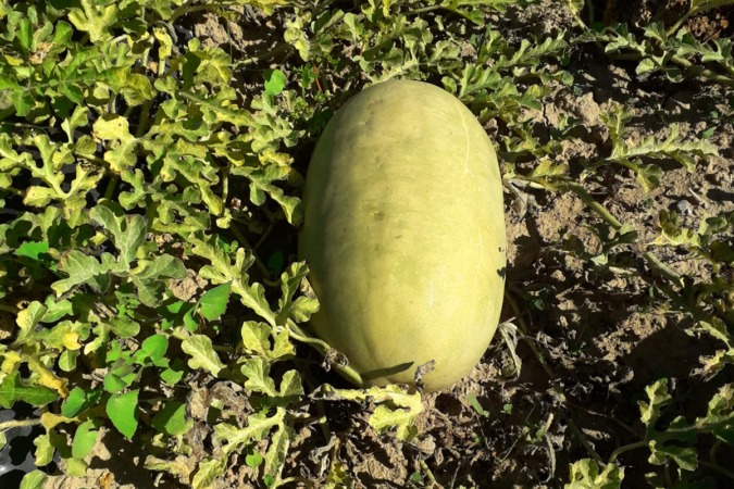 La melona, entre las 78 semillas antiguas recuperadas en Navarra