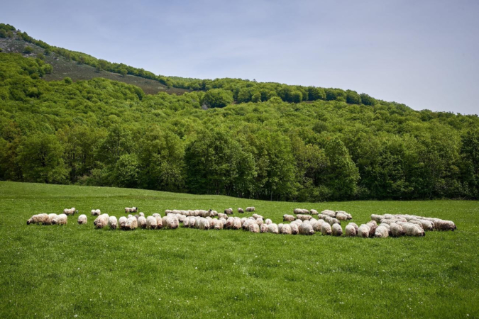 La DOP Queso Roncal afronta el año con el mayor número de ovejas inscritas desde 2015