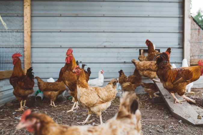 Prohibido criar aves de corral al aire libre por la gripe aviar