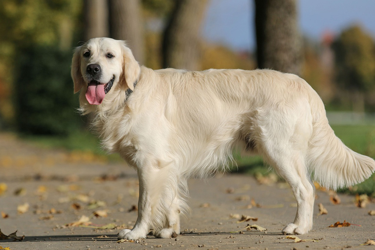 El Golder Retriever es una gran mascota familiar y un brillante perro de apoyo para ciegos y personas con discapacidad. (Foto: cedida)