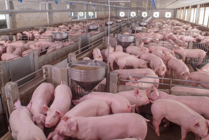 Mendigorría también tiene un proyecto para una granja con más de 7.000 cerdos
