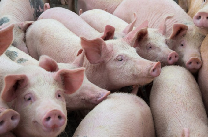 Lucea proyecta una nueva granja de 7.072 cerdos en Larraga
