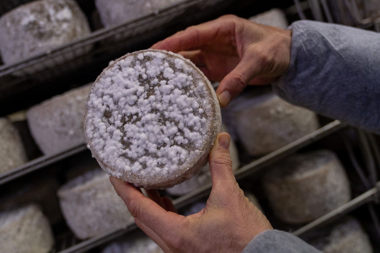 Alberto y Ainara elaboran siete variedades diferentes de queso, con el moho como gran protagonista. 