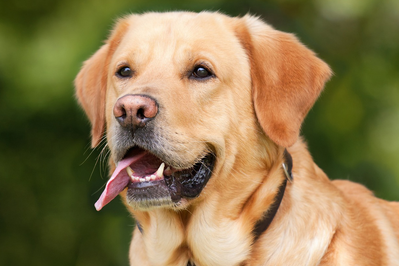 Los labradores son populares como perros de compañía y también se desempeñan bien en actividades como la búsqueda y rescate. (Foto: cedida)