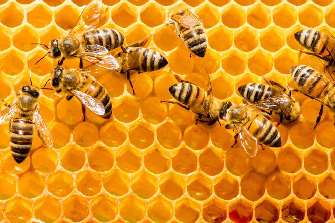 Durante la apiterapia, se sujeta a la abeja con una pinza para clavar su aguijón en la zona afectada.