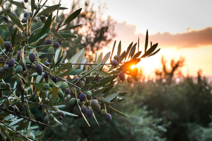Los productores secundan la autorregulación del aceite de oliva