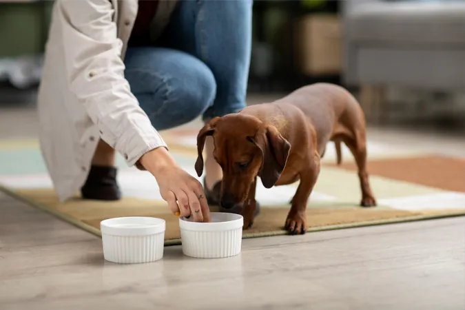 Probióticos y postbióticos para mejorar la salud y el bienestar emocional de las mascotas