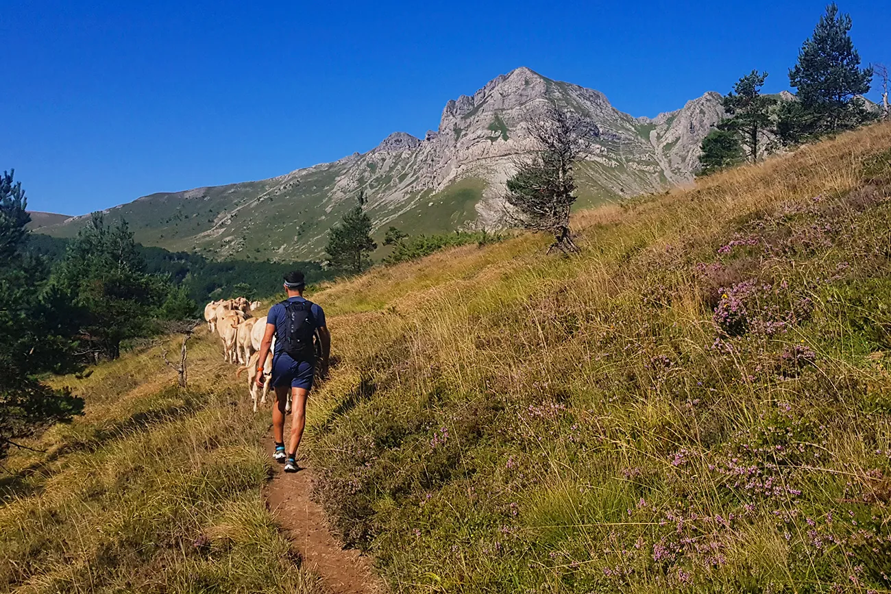De camino a Lakartxela, es habitual encontrar ganado en los senderos que usan los montañeros.