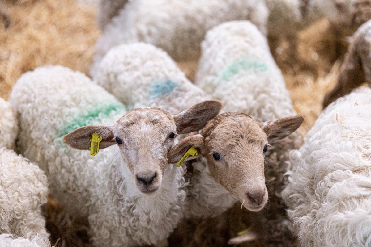 Actualmente, el rebaño de Postres Ultzama está compuesto por "unas 1.600 ovejas". 