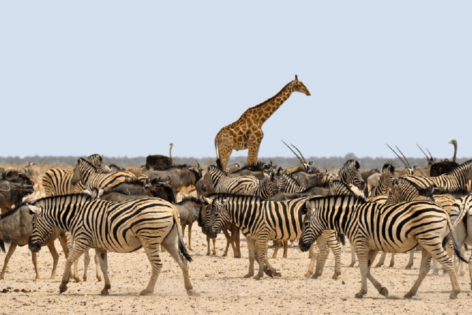 Safaris para sentir el “delicado equilibrio” de África