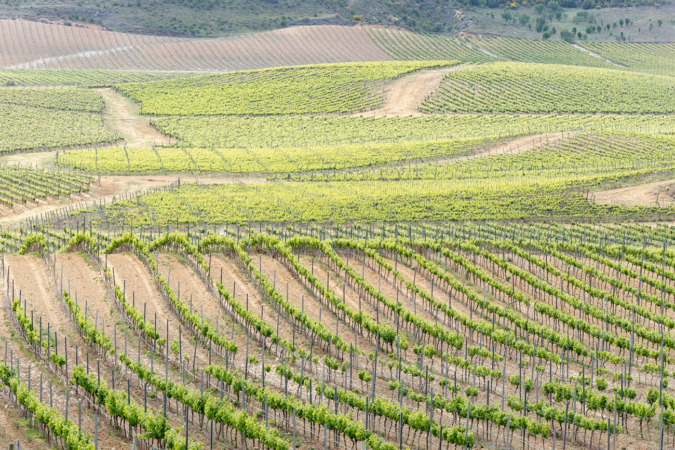 Navarra inyecta 10 millones en el sector del vino para paliar su crisis actual