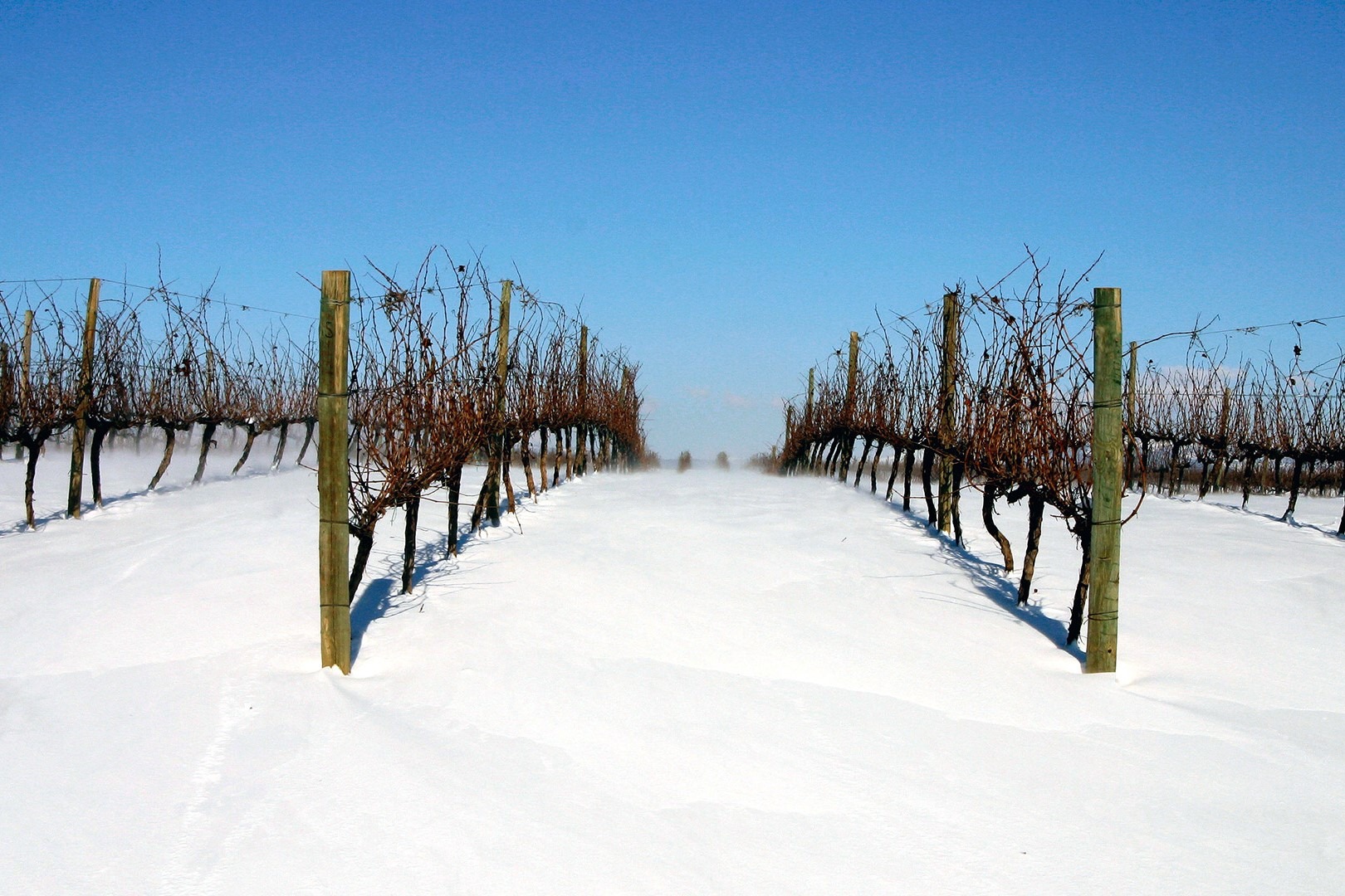 Los suelos donde germinan sus viñas también son excepcionales y terminan de redondear los beneficios del clima.
